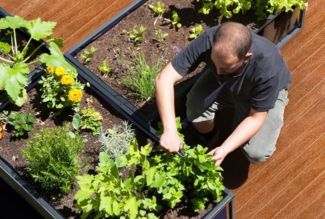 Noocity Growbed Urban Gardening System 5
