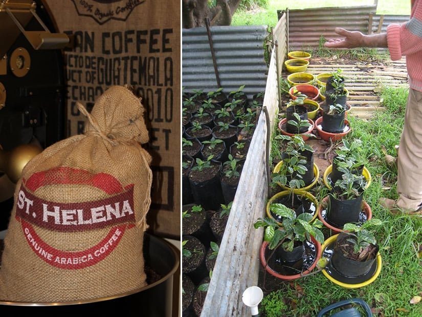 St Helena Coffee Nursery