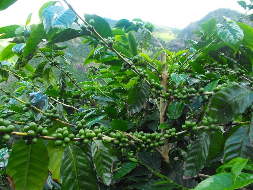 St. Helena Coffee - World’s most expensive coffee