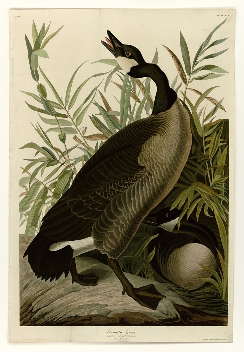 Birds of America Canada Goose