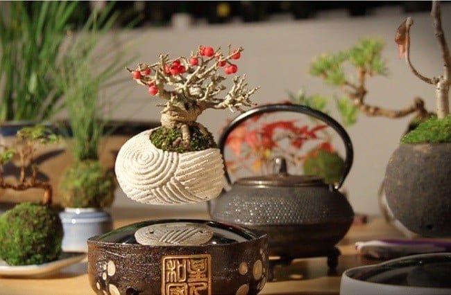 Air Bonsai Levitating Plants 2