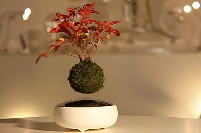 Air Bonsai Levitating Plants 3
