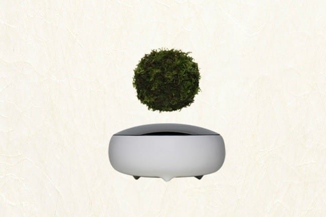 Air Bonsai Levitating Plants 4