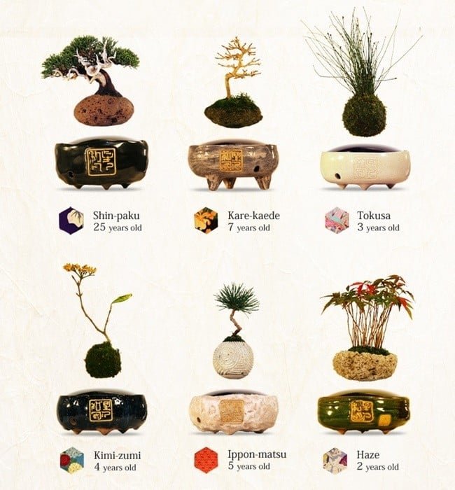 Air Bonsai Levitating Plants 5