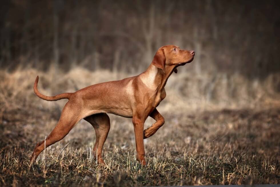 what is the best versatile hunting dog